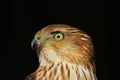 Cooper`s Hawk - Golden Stare