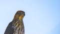 Cooper`s Hawk Immature Perched Close