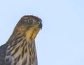 Cooper`s Hawk Immature Perched Close Royalty Free Stock Photo