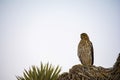 Cooper`s Hawk Immature Perched Evening Royalty Free Stock Photo