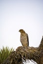 Cooper`s Hawk Immature Perched Evening