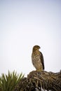Cooper`s Hawk Immature Perched Evening Royalty Free Stock Photo