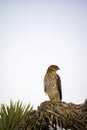 Cooper`s Hawk Immature Perched Evening Royalty Free Stock Photo