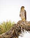 Cooper`s Hawk Immature Perched Evening Royalty Free Stock Photo