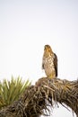 Cooper`s Hawk Immature Perched Evening Royalty Free Stock Photo