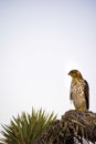 Cooper`s Hawk Immature Perched Evening Royalty Free Stock Photo