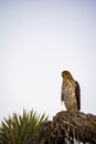 Cooper`s Hawk Immature Perched Evening Royalty Free Stock Photo