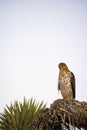 Cooper`s Hawk Immature Perched Evening Royalty Free Stock Photo