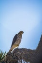 Cooper`s Hawk Immature Perched Morning Royalty Free Stock Photo