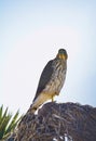 Cooper`s Hawk Immature Perched Morning Royalty Free Stock Photo