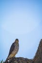 Cooper`s Hawk Immature Perched Morning Royalty Free Stock Photo