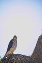 Cooper`s Hawk Immature Perched Morning Royalty Free Stock Photo
