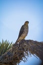 Cooper`s Hawk Immature Perched Morning Royalty Free Stock Photo