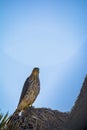 Cooper`s Hawk Immature Perched Morning Royalty Free Stock Photo