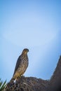 Cooper`s Hawk Immature Perched Morning Royalty Free Stock Photo