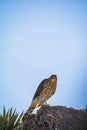 Cooper`s Hawk Immature Perched Morning Royalty Free Stock Photo