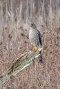 cooper\'s hawk juvenile Royalty Free Stock Photo