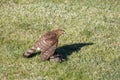 Cooper`s hawk juvenile Royalty Free Stock Photo