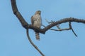 Cooper's Hawk - Accipiter cooperii Royalty Free Stock Photo