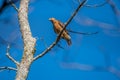 Cooper`s hawk perch on branch