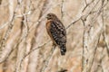 Cooper`s hawk perch on tree branch