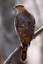 A Cooper`s Hawk perched on branch in the forest