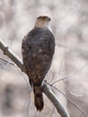 A Cooper`s Hawk perched on branch in the forest in Canada