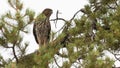 Cooper`s hawk perched in a pine tree