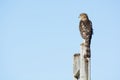 A Cooper`s hawk perched on a post in the Northeast, US