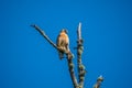 Cooper`s hawk perched on a tree