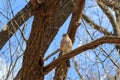 Cooper`s Hawk perched in a tree with newly emerging leaves. Royalty Free Stock Photo