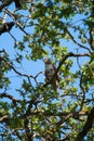 Cooper`s hawk resting on branch Royalty Free Stock Photo