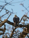 Cooper`s hawk resting on branch Royalty Free Stock Photo