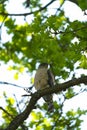 Cooper`s hawk resting on branch Royalty Free Stock Photo