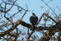 Cooper`s hawk resting on branch Royalty Free Stock Photo