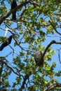 Cooper`s hawk resting on branch Royalty Free Stock Photo