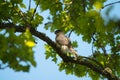 Cooper`s hawk resting on branch Royalty Free Stock Photo