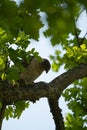 Cooper`s hawk resting on branch Royalty Free Stock Photo