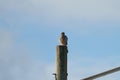 Cooper`s hawk resting on a pole Royalty Free Stock Photo