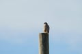 Cooper`s hawk resting on a pole Royalty Free Stock Photo