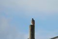 Cooper`s hawk resting on a pole Royalty Free Stock Photo