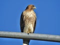 Cooper`s Hawk searching for Prey