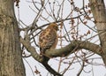 A Cooper`s Hawk sitting in a Maple tree Royalty Free Stock Photo