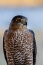 Cooper`s Hawk standing for a closeup portrait