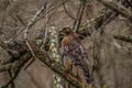 Cooper`s hawk on a tree branch