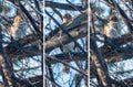 Cooper's Hawk in a Tree