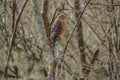 Cooper`s hawk in the woods