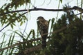 Southern California, Cooper`s Hawks hunts smaller birds in flight or from cover of dense vegetation, relying on surprise. Royalty Free Stock Photo