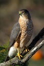 Cooper& x27;s Hawk on Branch, Adult