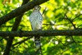 Cooper's Hawk - Accipiter cooperii Royalty Free Stock Photo